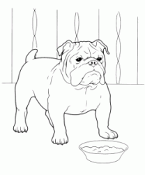 English Bulldog in front of his bowl