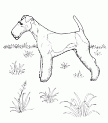 Lakeland terrier breed