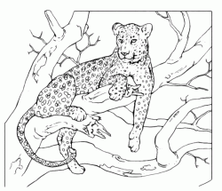 Leopard lying on the branch