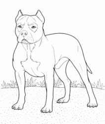 "Animals" coloring pages