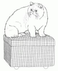 The cat on the basket