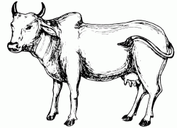 The cow chases insects with tail
