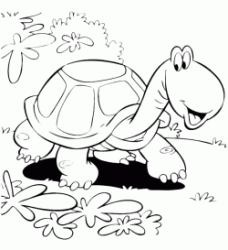 The turtle walking in the grass