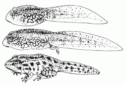 Three different tadpoles