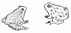 Two frogs