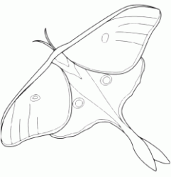 A beautiful butterfly