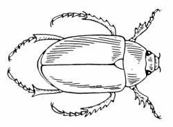 A beetle seen from above