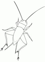 A cricket ready to jump