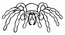 A hairy spider