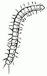 A millipede that walks