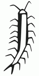 A stylized millipede