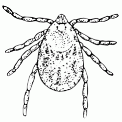 A tick very dangerous for mammals