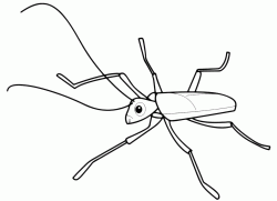 An insect with long antennae