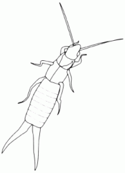 Earwigs with characteristic pair of forceps-like pincers