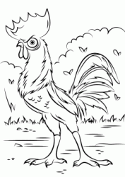 The clandestine rooster HeiHei mate Vaiana trip